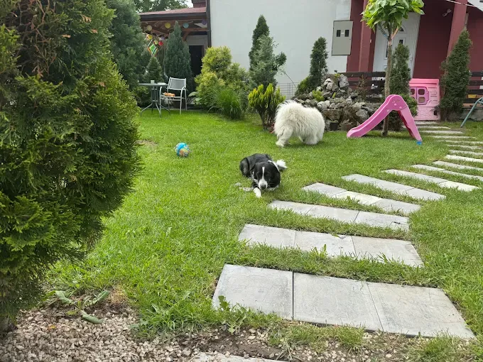 Psi odmaraju i igraju se u dvorištu